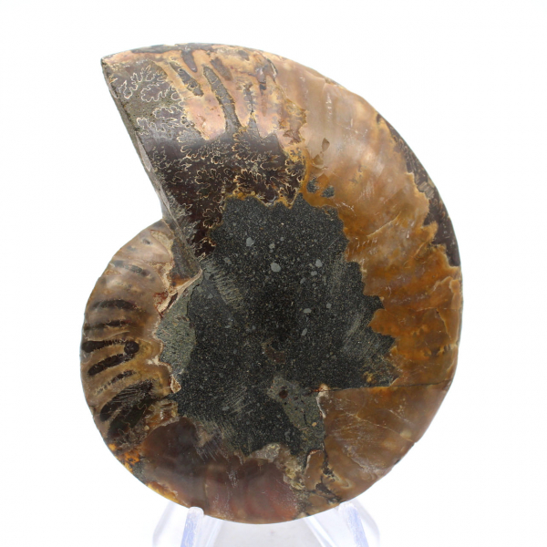 Polished Ammonite Fossil: Density and Details