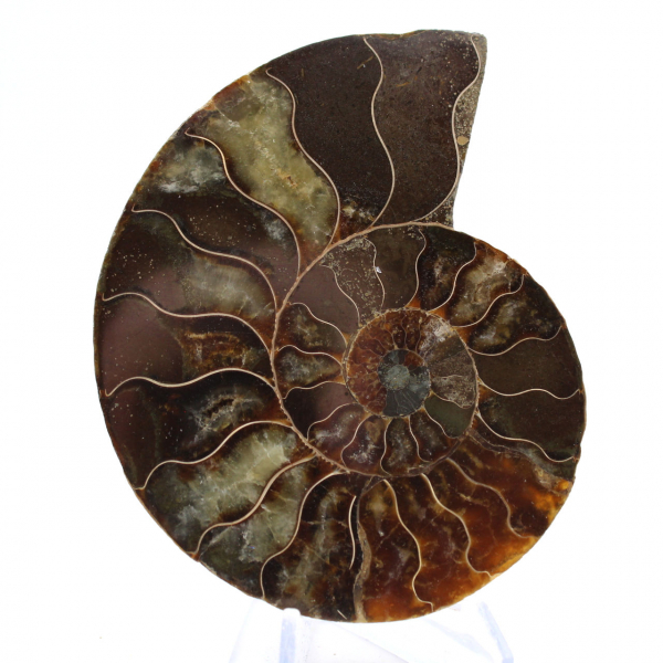 Polished Ammonite Fossil: Density and Details
