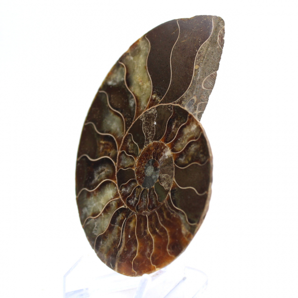 Polished Ammonite Fossil: Density and Details