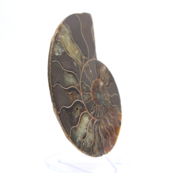 Polished Ammonite Fossil: Density and Details