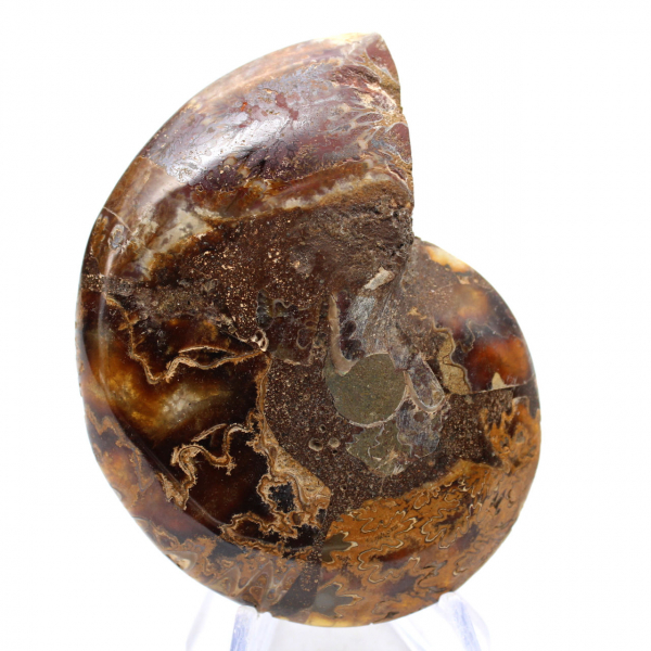 Ammonite from Madagascar: Mineral Fineness