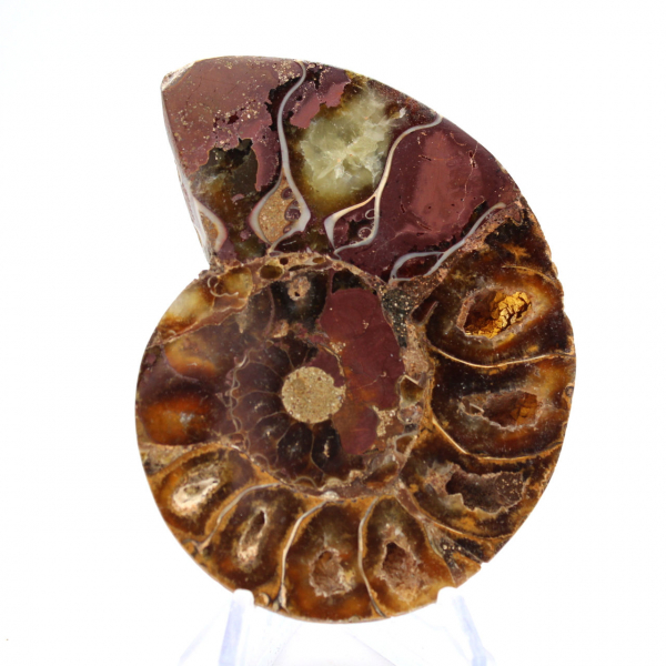 Ammonite from Madagascar: Mineral Fineness