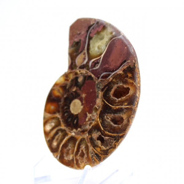 Ammonite from Madagascar: Mineral Fineness