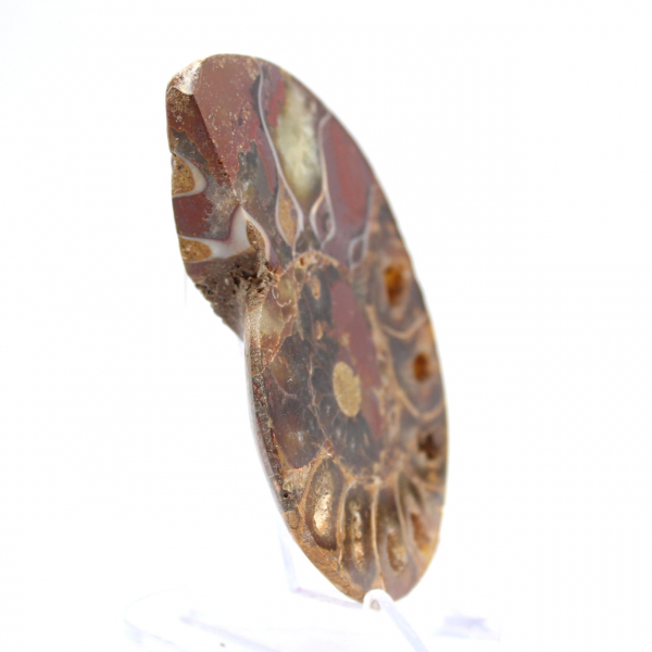 Ammonite from Madagascar: Mineral Fineness