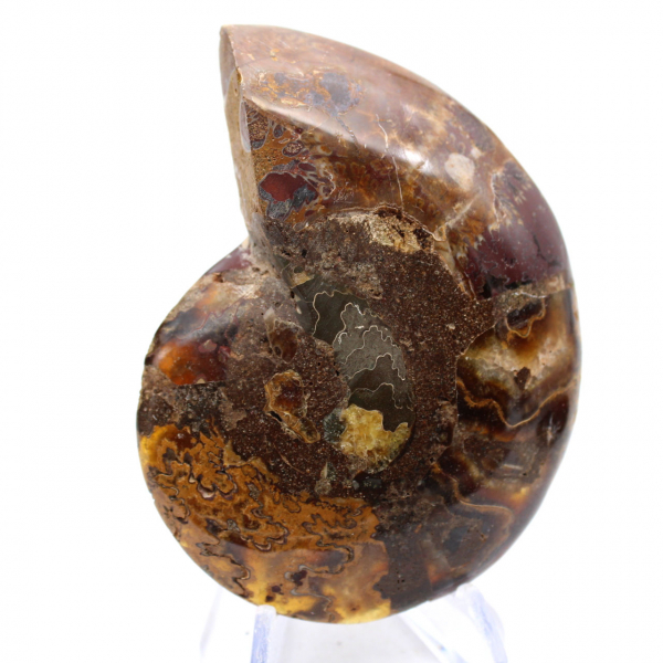 Ammonite Specimen: The Clarity of Mahajanga