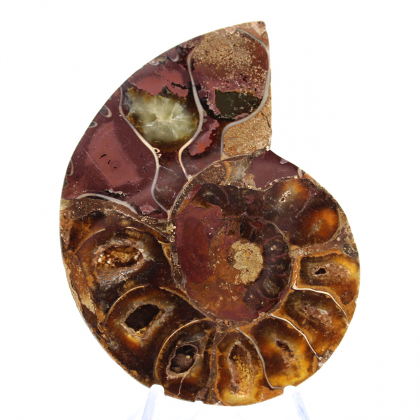Ammonite Specimen: The Clarity of Mahajanga