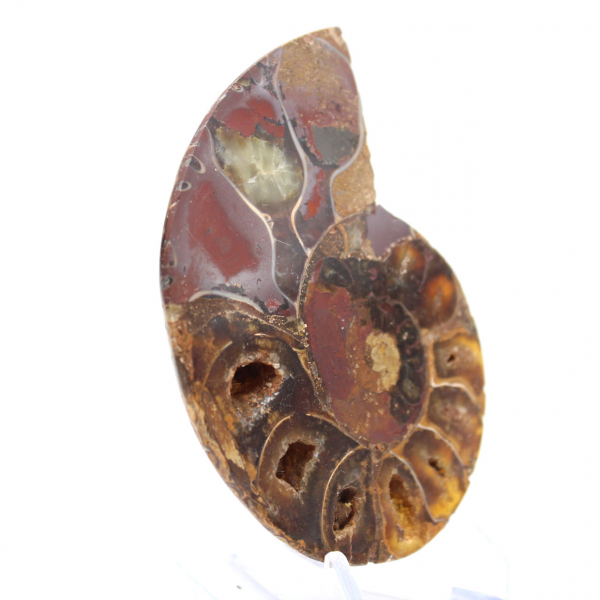 Ammonite Specimen: The Clarity of Mahajanga