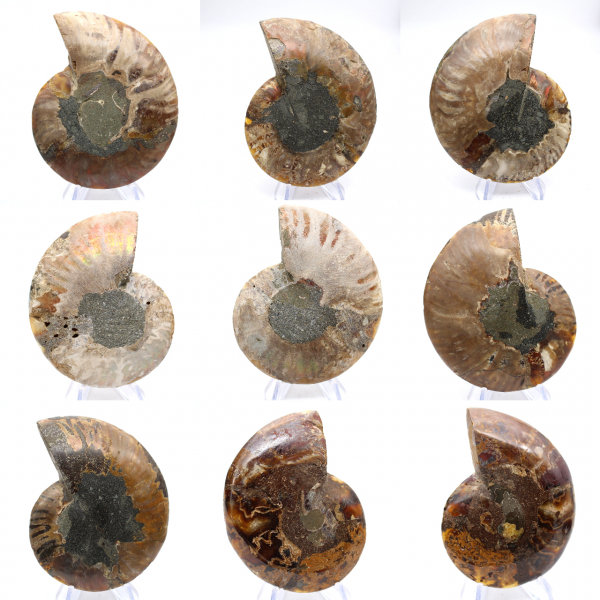 Polished ammonite: Marine geometry of Madagascar