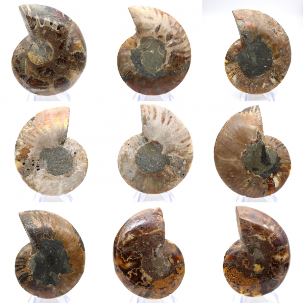 Polished ammonite: Marine geometry of Madagascar