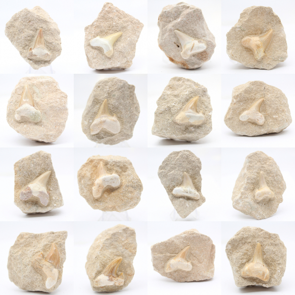 Otodus shark tooth
