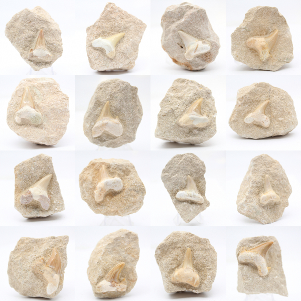 Otodus shark tooth