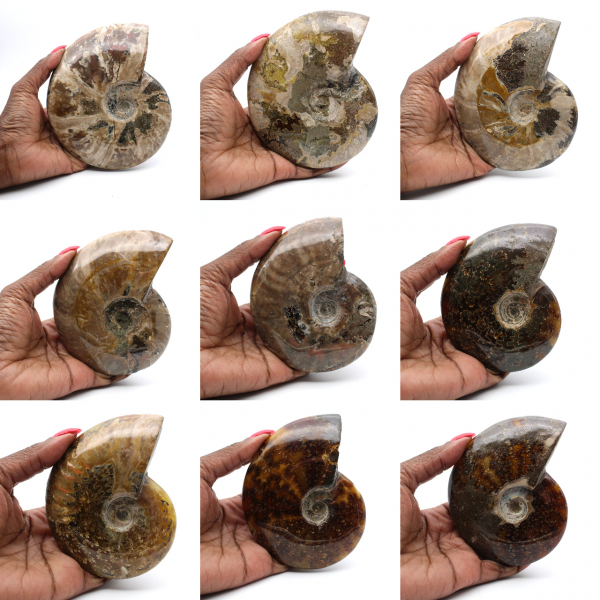 Polished fossilized ammonite