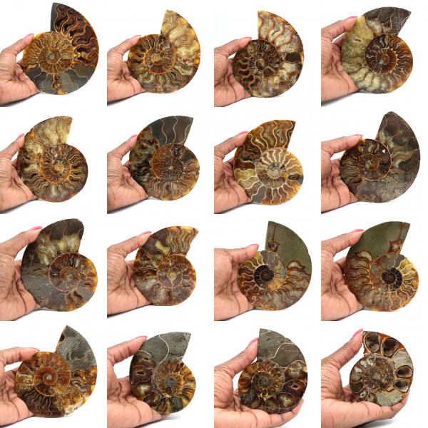 Fossilized polished ammonite