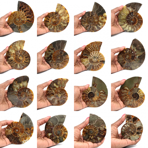 Fossilized polished ammonite
