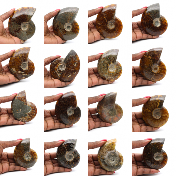 Whole polished ammonite from Madagascar