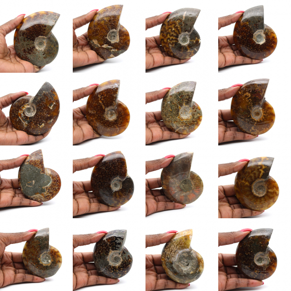 Whole polished ammonite from Madagascar