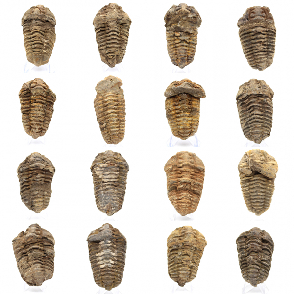 Fossil trilobite Morocco