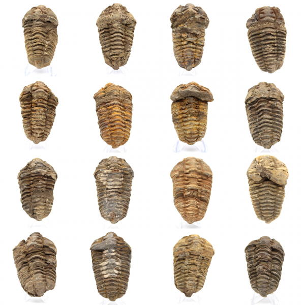 Fossil trilobite Morocco