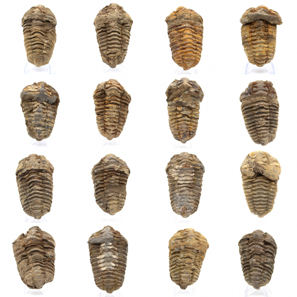 Fossil trilobite Morocco
