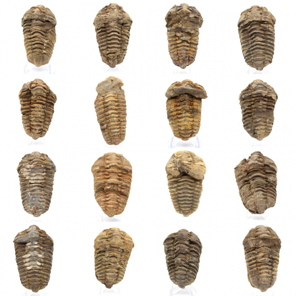 Fossil trilobite Morocco