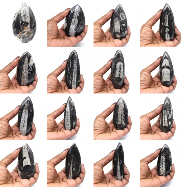 Orthoceras Fossil from Morocco
