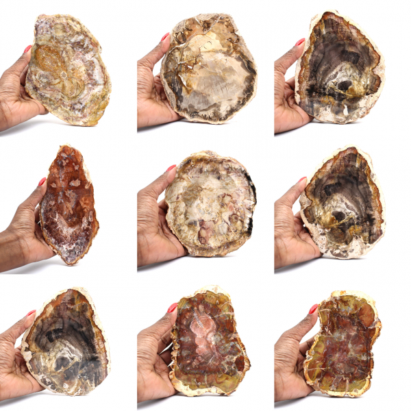 Madagascar Petrified Wood Slice