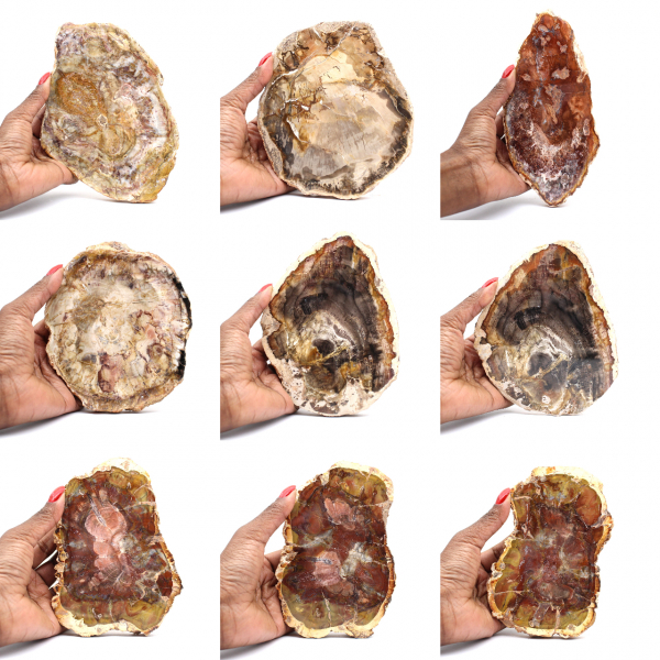 Madagascar Petrified Wood Slice