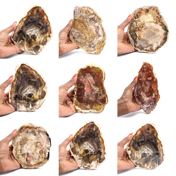 Madagascar Petrified Wood Slice