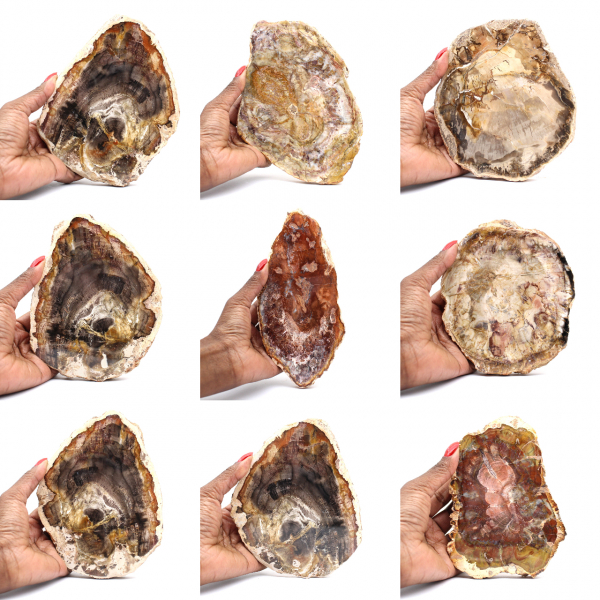 Madagascar Petrified Wood Slice