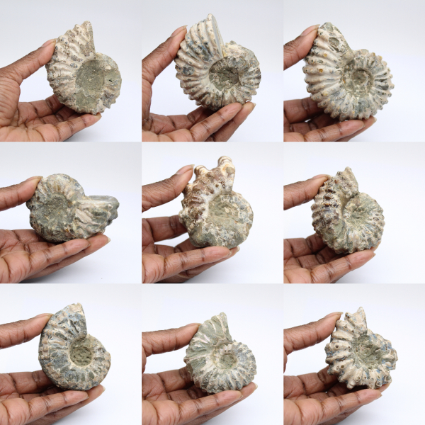 Ammonites Douvilleiceras inaequinodum