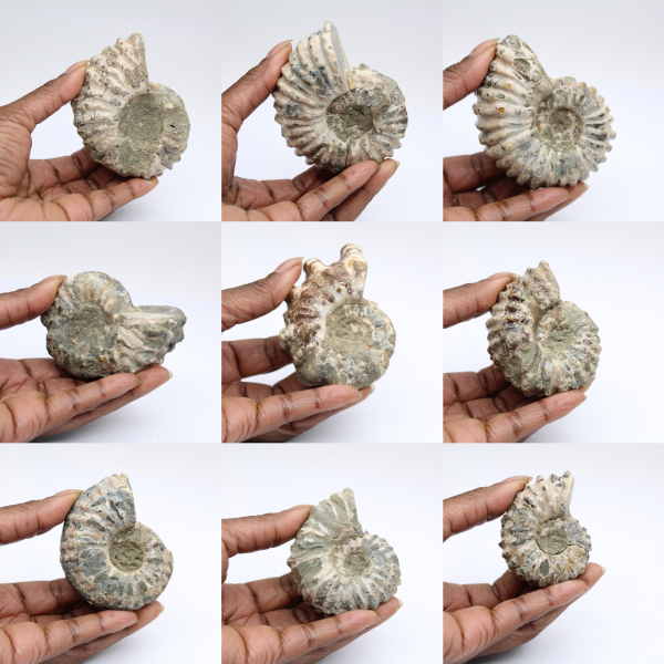 Ammonites Douvilleiceras inaequinodum