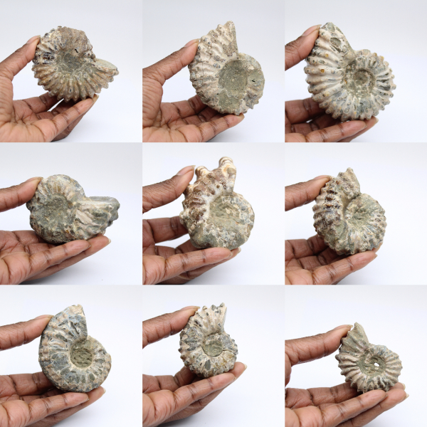 Ammonites Douvilleiceras inaequinodum