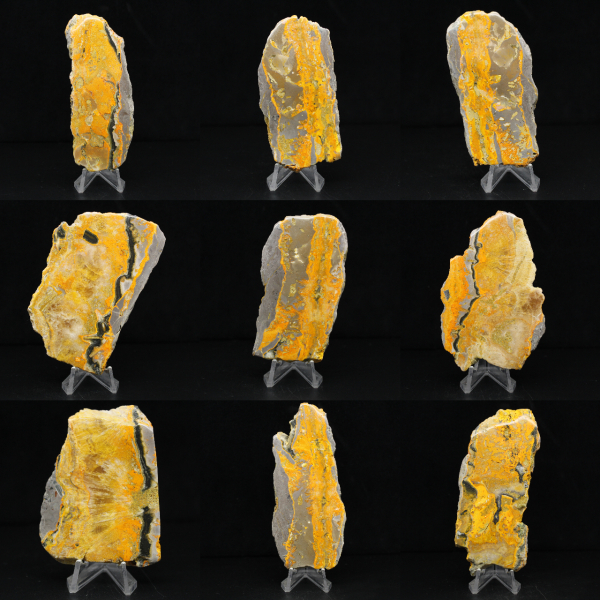 Bumblebee Jasper