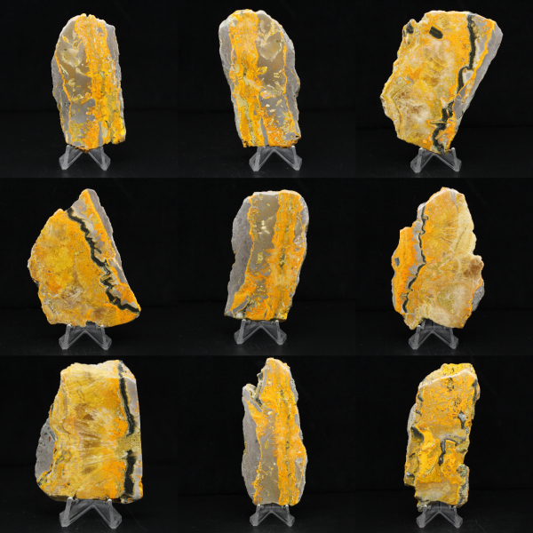 Bumblebee Jasper