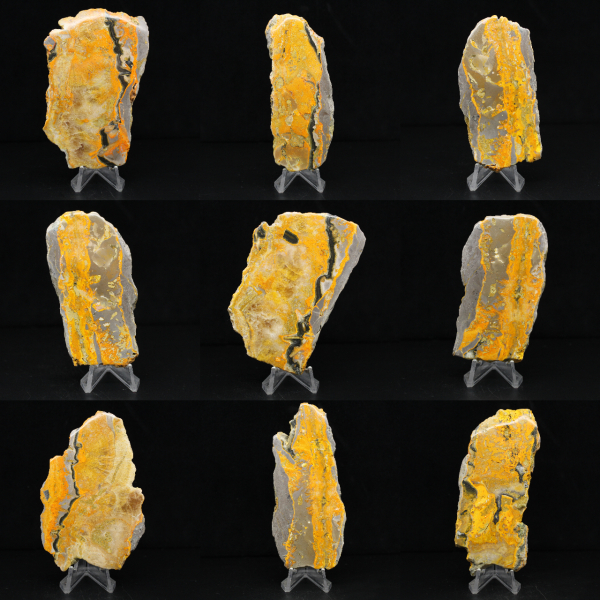 Bumblebee Jasper