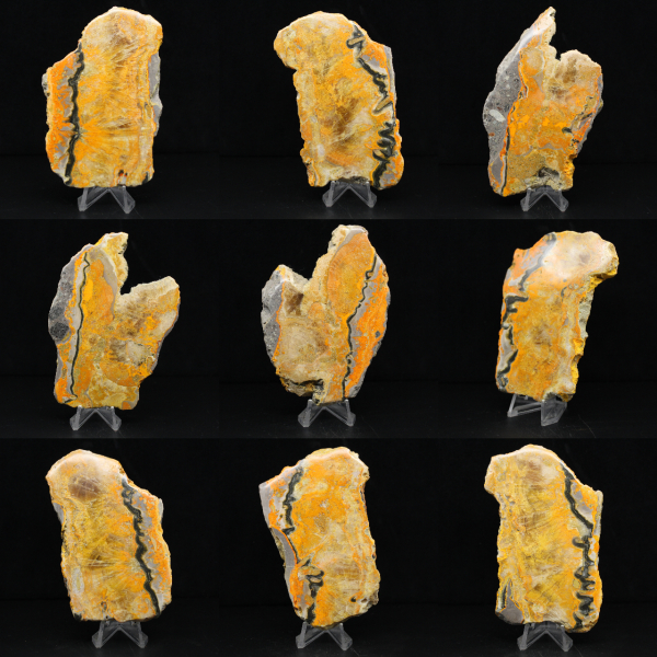 Bumblebee Jasper