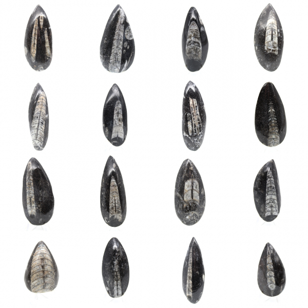 Fossil Orthoceras from Morocco