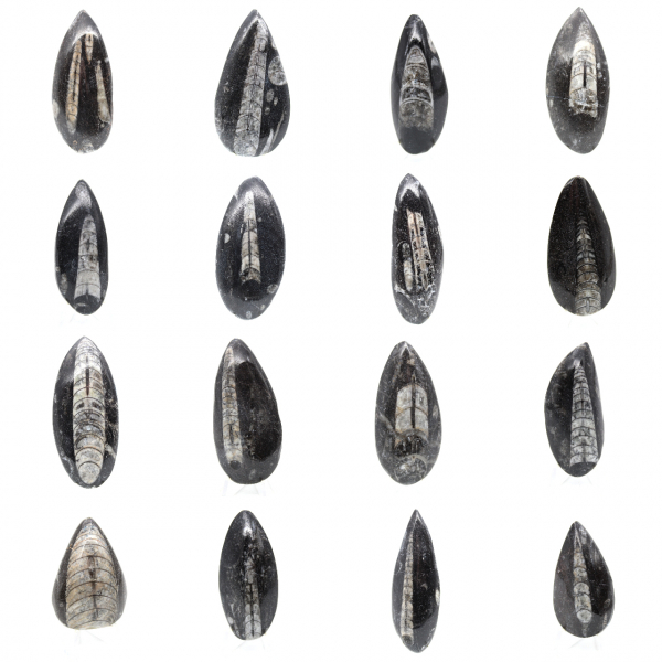 Fossil Orthoceras from Morocco Fossil Orthoceras from Morocco