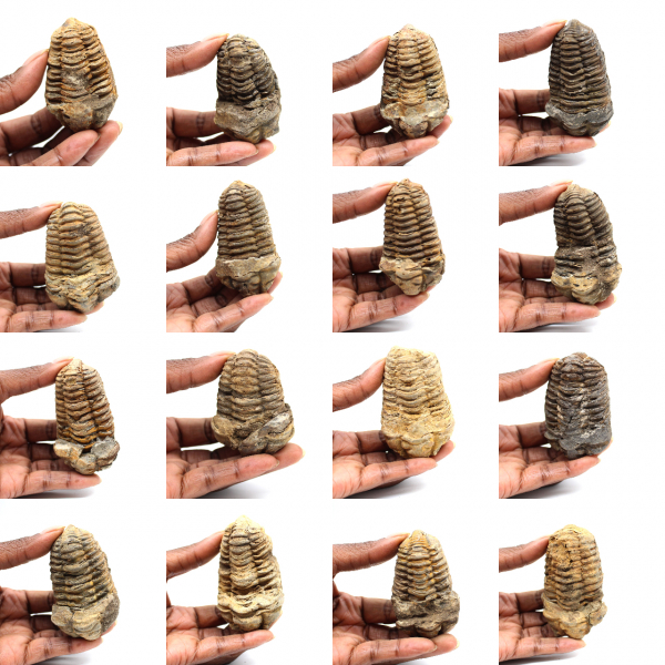 Fossil trilobite
