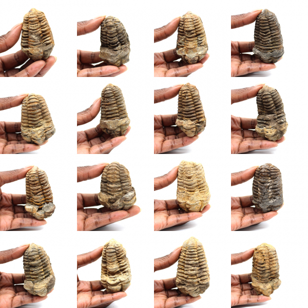 Fossil trilobite