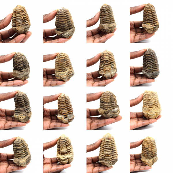Fossil trilobite