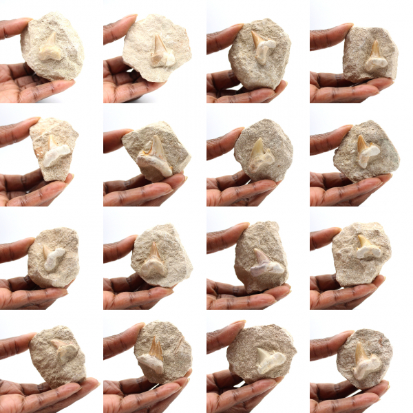 Fossil tooth of Otodus