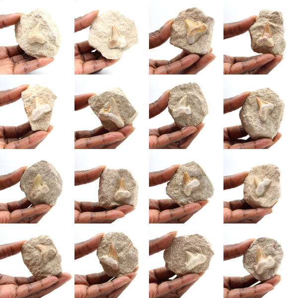 Fossil tooth of Otodus