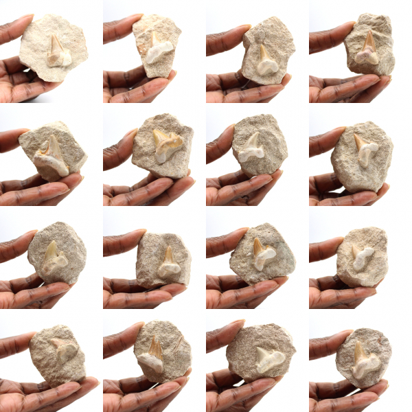 Fossil tooth of Otodus