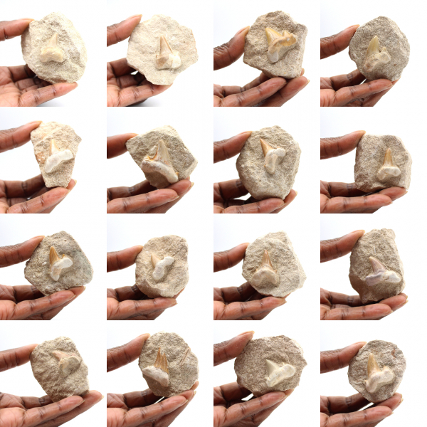 Fossil tooth of Otodus