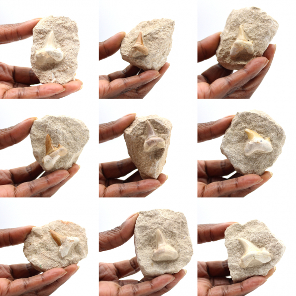 Fossil tooth of Otodus from Morocco