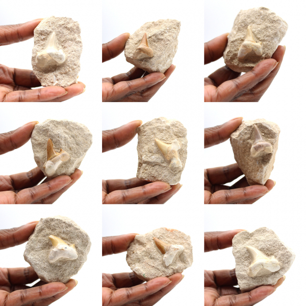 Fossil tooth of Otodus from Morocco