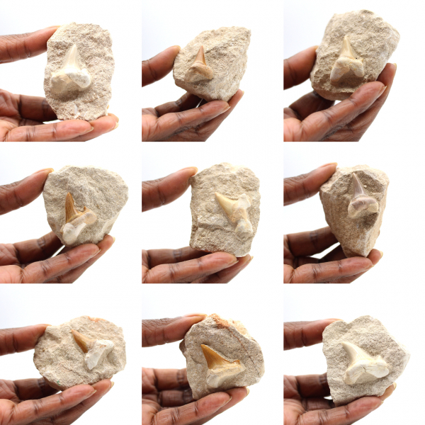 Fossil tooth of Otodus from Morocco