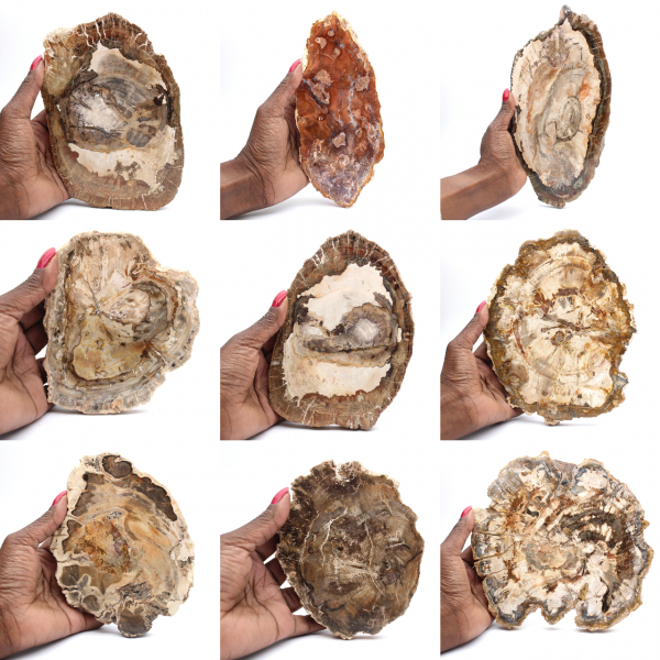 Polished petrified wood slice, small fossil ornament, Madagascar