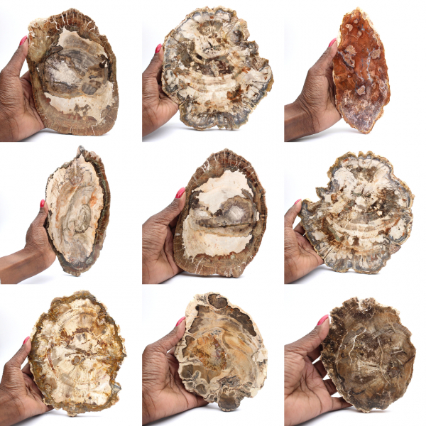 Polished petrified wood slice, small fossil ornament, Madagascar